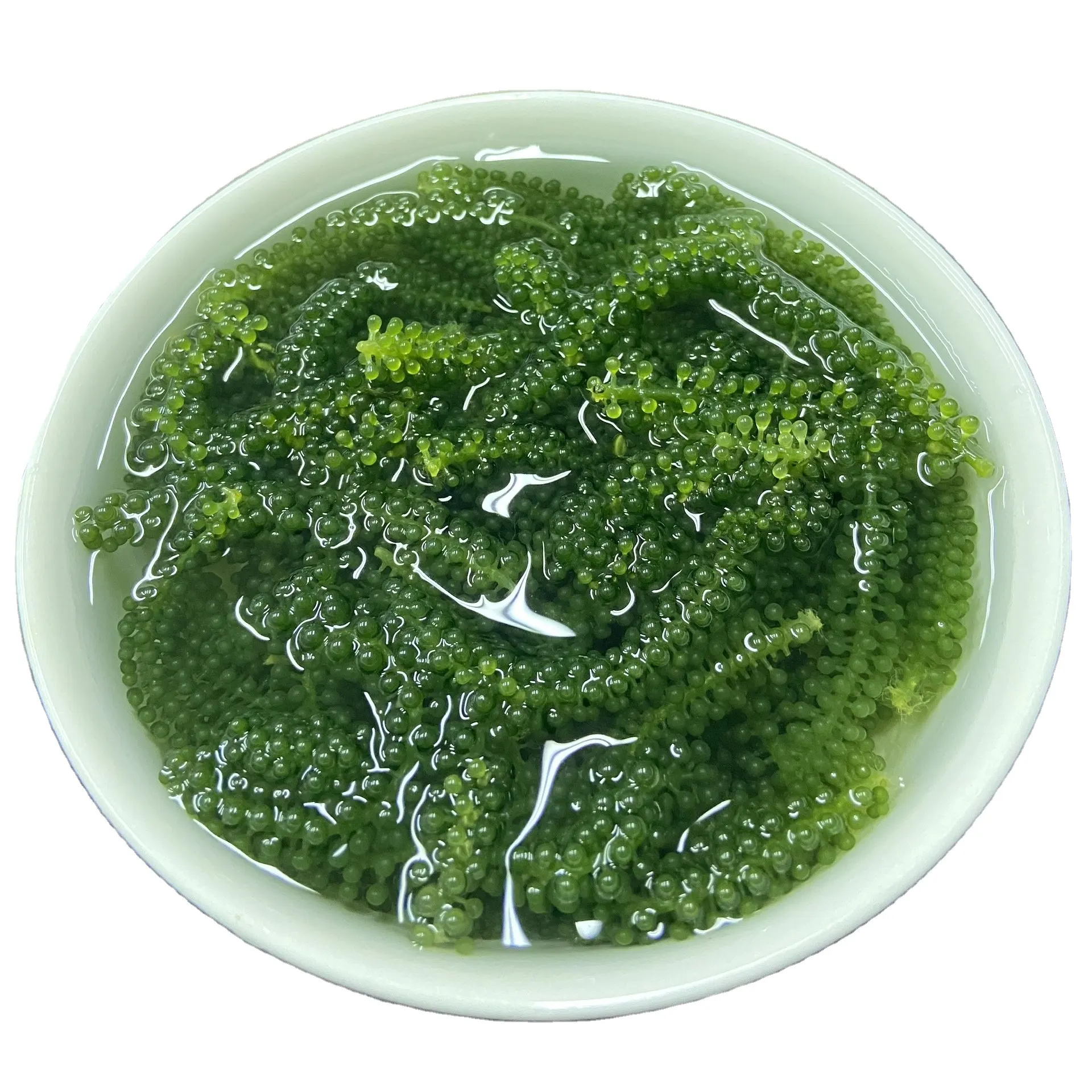 Le alghe più vendute/alghe marine salate/caviale verde con il prezzo competitivo- [Ann + 84 902627804]