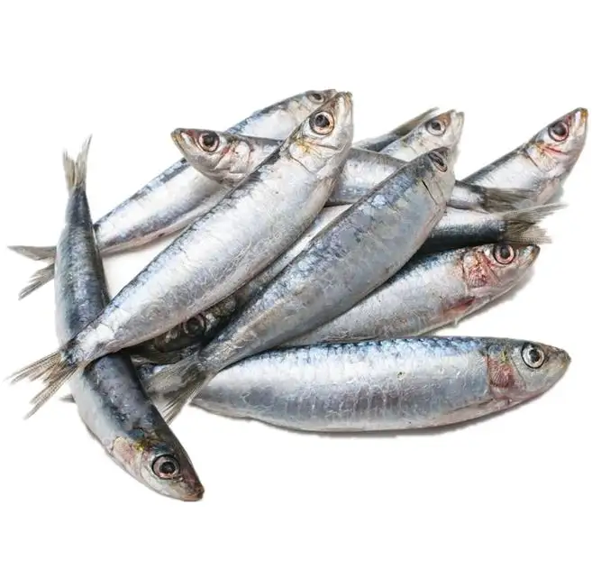 Sardina fresca de pescado fresca, anchoa, pescado, importación y exportación redonda, barata, lista para todo el mundo