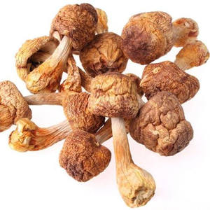 Agaricus-setas salvajes, setas orgánicas de alta calidad - Product Image 4