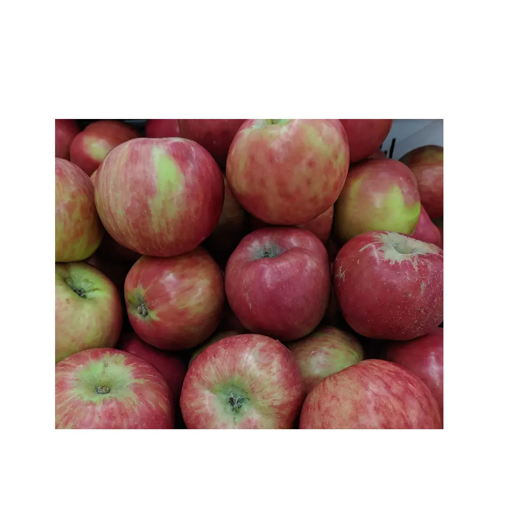 Manzana Gravenstein | Manzanas Rojas frescas | Fruta fresca disponible en stock fresco a granel a precio mayorista con entrega rápida