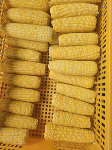 Granos de Maíz Dulce Congelados, Tecnología IQF de Calidad, para el Mercado Internacional de Alimentos, Empaque a Granel al por Mayor, Suministro de Exportación Global - Product Image 3