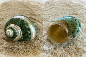 Turban vert authentique Shell pour l'industrie artisanale Aquarium Affichage Souvenir Buyers Home Interiors - Product Image 2