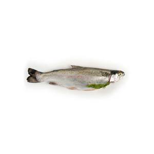 Trucha fresca al por mayor, suministro a granel, mariscos de primera calidad - Product Image 1