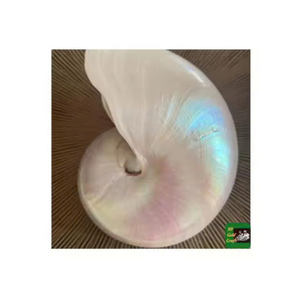 Nautilus Shell pulido a mano de Vietnam para interiores de coleccionistas y elegantes casas costeras - Product Image 5