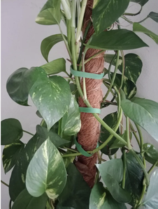 Ceinture d'attaches de jardin Supports de plantes Croissance efficace Prise solide Réutilisable Longueur de coupe réglable Fixation de branche d'arbre <span class=keywords><strong>magictape</strong></span> - Product Image 5