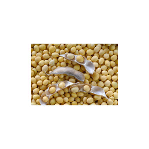 Soja/Graine de soja sèche jaune sans OGM de haute qualité/fèves de soja NON-GMO - Product Image 6