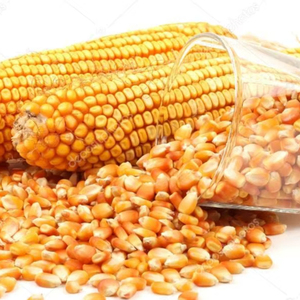 Maíz amarillo no OGM/Maíz Alimentación animal al por mayor - Product Image 1