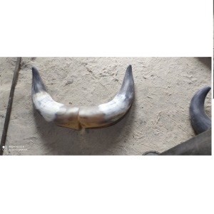 Par de bocina de búhos antiguos, claxon natural montado en la pared, tamaño personalizado, el mejor precio - Product Image 3