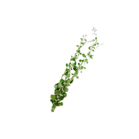 Polpala: Remède traditionnel à base de plantes, tonique de santé naturel, booster de bien-être botanique