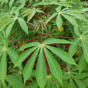 Hoja de yuca pura/antiinflamatorio/etiqueta limpia/base vegetal - Product Image 4