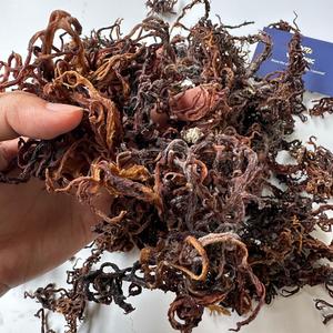 Laut ungu kering organik lumut Eucheuma Cottonii Gracilaria obral besar Harga terbaik untuk kesehatan, makanan, penggunaan kosmetik/ANNA DO