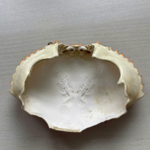 POUDRE DE COQUILLE DE CRABE BIOLOGIQUE/EXTRAIT NATUREL DE FRUITS DE MER/FABRIQUÉ AU VIETNAM - Product Image 1