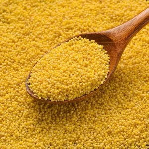 Millet pour l'alimentation des bovins alimentaires à haute teneur en protéines Millet jaune et blanc biologique riche en protéines Millet à grains sans gluten pour l'exportation - Product Image 4