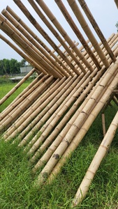 Tubo de poste de bambú duradero: diseñado para agricultura y construcción, de alta calidad de productores de Vietnam para exportación global - Product Image 4