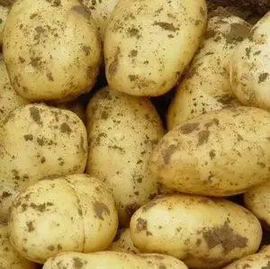 Vente en gros de produits premium neufs et frais de haute qualité fournisseur de pommes de terre fraîches de la Hollande fournisseur de produits exportateur dans le monde entier