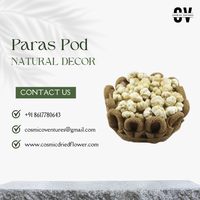Rangkaian Bunga Kering Paras Pod Kualitas Premium Populer untuk Dekorasi DIY Pernikahan, Rumah, Acara Romantis, Kantor, Profesional, dan Elegan