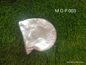 Conchas de mar de tamaño <span class=keywords><strong>mini</strong></span> naturales, adecuadas para uso por diseñadores de joyería y Tiendas de Cuentas, ideales para usar como adornos