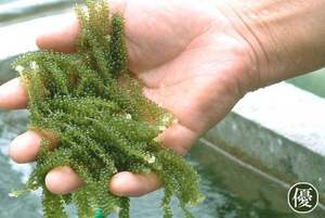 Algues marines salées biologiques déshydratées Umibudo Caviar vert Algues marines Approvisionnement en vrac pour l'exportation mondiale - Product Image 5