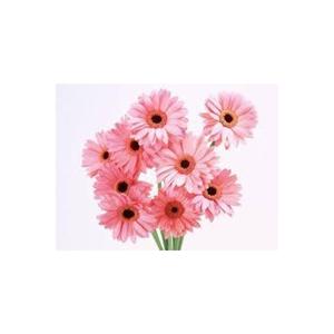 Semi di 100 rari semi di fiori rosa margherita - Product Image 1