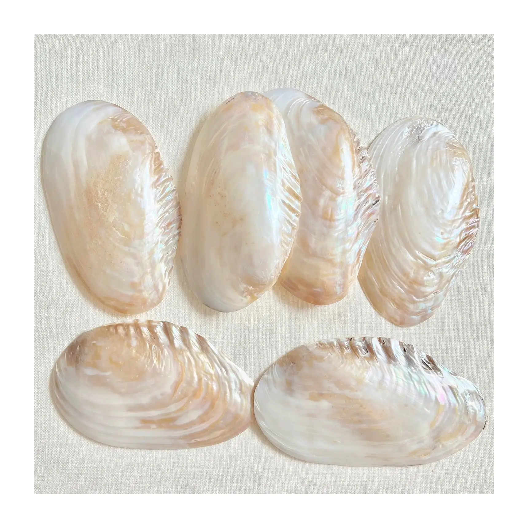 विशाल पॉलिश मोती की माँ क्लैम seashells संग्रहणीय सजावटी आधा सजावट समुद्र के गोले
