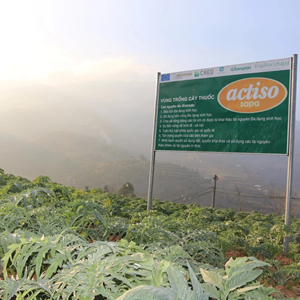 Ingrediente de suplemento herbal funcional de alta calidad para EXTRACTO DE ALCACHOFA de desintoxicación hepática (cinarina> 2,5%; ácido clorogénico> 0,6%) - Product Image 3