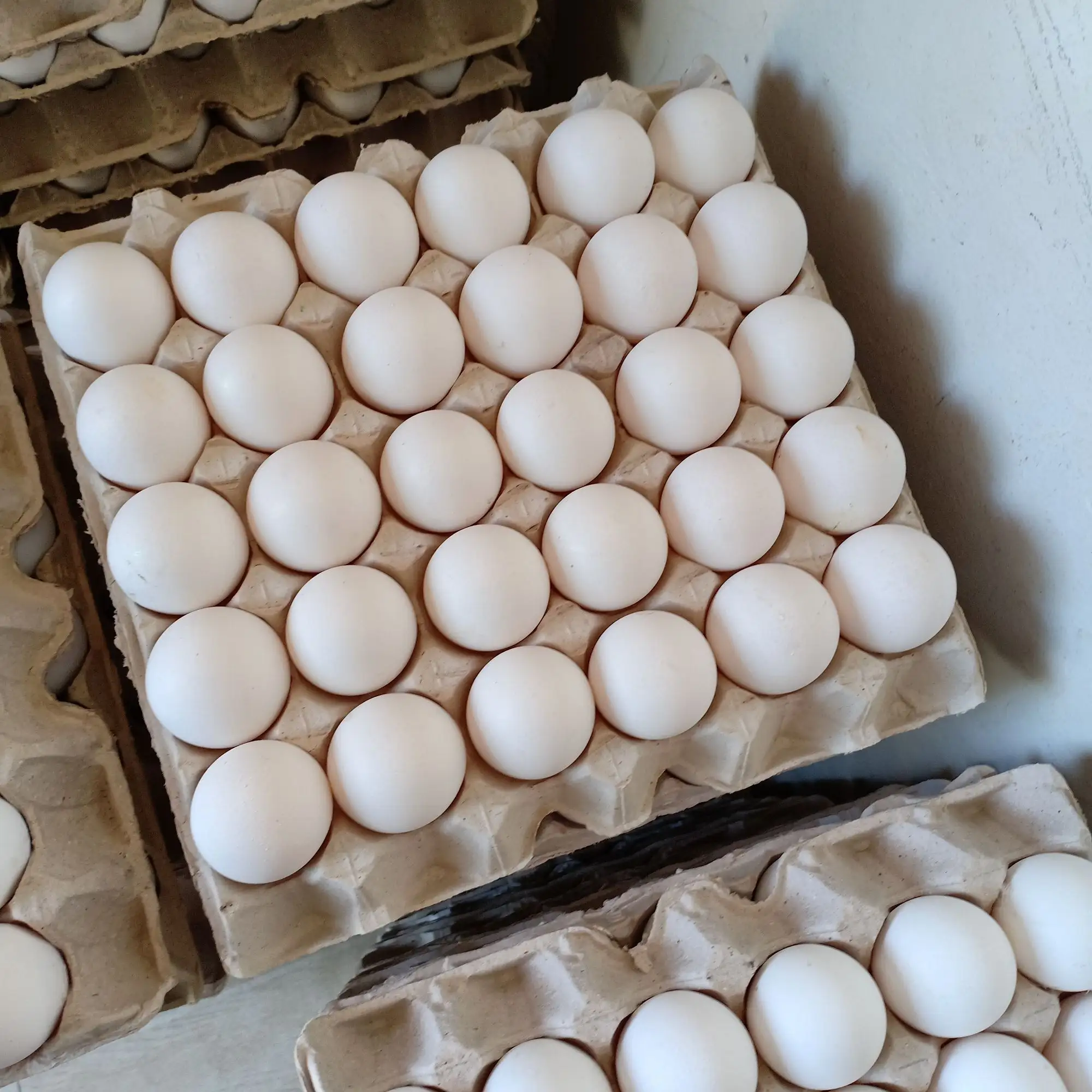 De ovos brancos frescos da fazenda