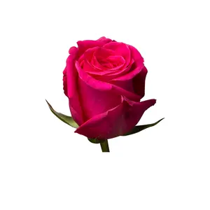 Leading Seller of Genuine Quality Ecuador Rose Pink Floyd Natural Fresh Flowers Long Stem Cut Roses for Wedding