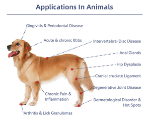 Obat untuk penggunaan di rumah, terapi Laser tingkat rendah LLLT genggam untuk menghilangkan rasa sakit, peralatan dokter hewan Arthritis anjing fisioterapi