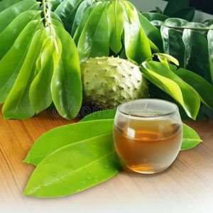 Hoja de Guanábana seca a buen precio, venta al por mayor, hojas secas de Vietnam - Product Image 6