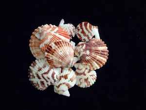 เปลือกหอยสีธรรมชาติสั่งทําพิเศษในสีสั่งทํา เหมาะสําหรับนักออกแบบเครื่องประดับและเหมาะสําหรับใช้ในตู้ปลา - Product Image 4