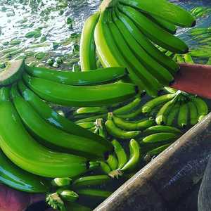 Plátanos Cavendish Frescos Orgánicos de Vietnam, Verdes, 20 kg, Grado A, Almacenamiento en Frío - Product Image 3