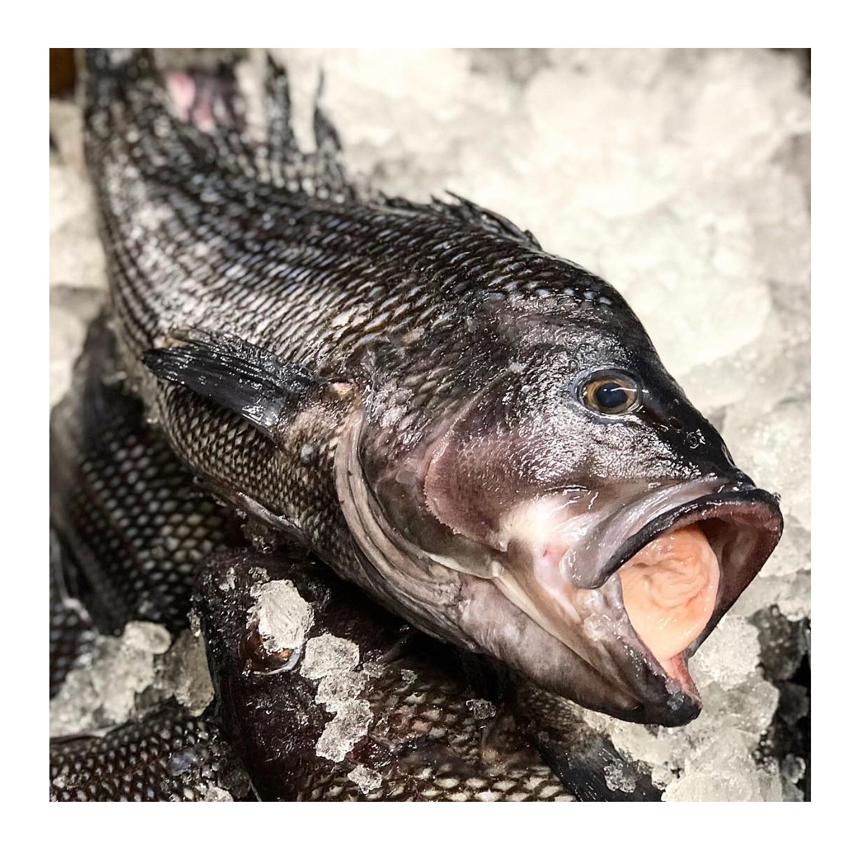 Замороженные морепродукты, рыба высокого качества, замороженный морской окунь, поставщик рыбы