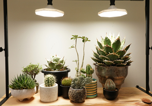 Finesse IP54 Wide Irradiance LED Grow Light Conception octogonale réglable Facile à utiliser et durable avec des prix parfaitement classés - Product Image 2