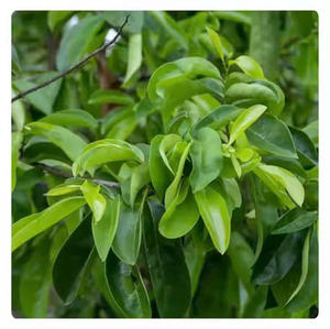 HOJAS DE GRAVIOLA DE VIETNAM/HOJAS DE URENTA SECAS A PRECIO ASEQUIBLE LISTO PARA EXPORTAR EN GRANDE - Product Image 5