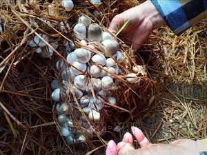 Las mejores setas de paja saladas precio barato - Product Image 2