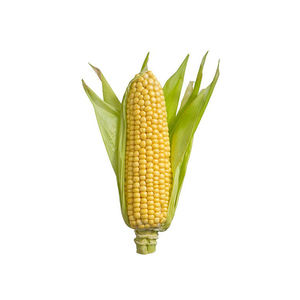 Maïs frais jaune biologique brésilien séché Super Sweet Corn meilleure qualité avec un prix compétitif à vendre - Product Image 2
