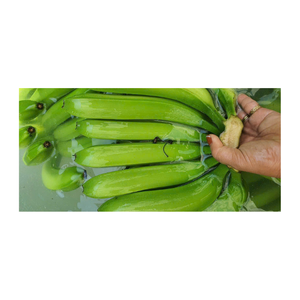 Свежий незрелый зеленый банан, упакованный оптом, цельный сырой банан, идеально подходит для приготовления пищи или розничной продажи - Product Image 6