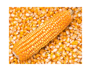 ข้าวโพดเหลือง GMO ราคาถูกสำหรับอาหารสัตว์ ข้าวโพดเหลืองสำหรับบริโภคของมนุษย์ ข้าวโพดเหลืองอบแห้งแบบไม่ใช่ GMO - Product Image 4