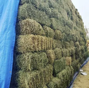 Suppliers High Quality Alfafa Hay for Animal Feeding Stuff Alfalfa / Timothy / Alfalfa Hay for Sale