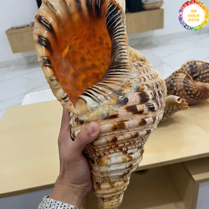 เปลือกหอยทรัมเป็ตเวียดนามซึ่งใช้วัสดุเปลือกขัดเงาสะอาดสำหรับงานฝีมือและโครงการตกแต่ง - Product Image 3