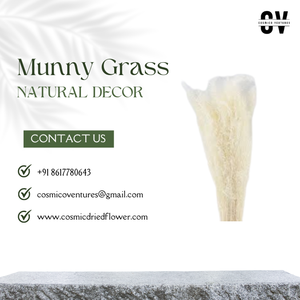 ดอกม้านธรรมชาติสำหรับตกแต่งงานแต่งงานดอกไม้แห้ง - Product Image 5