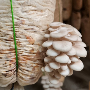 Proveedor Vietnamita de Harina de Mazorca de Maíz al por Mayor, Mazorca de Maíz para Hongos, para Alimentación Animal, Mazorca de Maíz Seca - Product Image 6