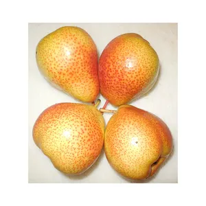 Nouvelle arrivée approvisionnement d'usine d'orange fraîche avec des fruits frais d'orange chinoise de haute qualité au meilleur prix d'orange