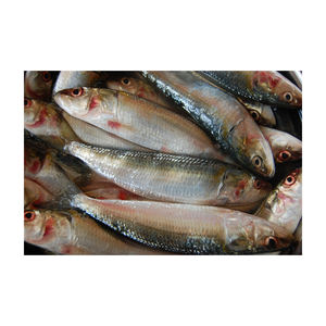Venta al por mayor de Frozen Sardinella EBA suministro a granel de pescado congelado de alta calidad para importadores - Product Image 1