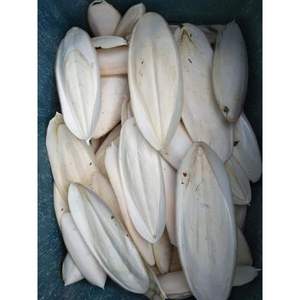 Dried <b>Cuttlefish</b> bone available in bulk quantity with attractive price - Product Image 1