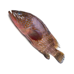 ปลากรูปเปอร์แช่แข็งจำนวนมากพร้อมจำหน่าย คุณภาพเกรดส่งออก - Product Image 4