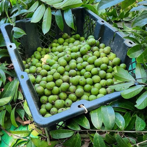 Dracontomelón congelado natural ideal para té de jugo y cocinar congelado IQF en bolsa de vacío - Product Image 5