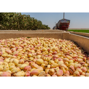 Fournisseur et fournisseur britannique de pistaches biologiques Meilleure qualité Meilleur prix d'usine en vrac Acheter en ligne - Product Image 5