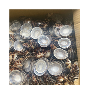 Coquilles d'escargots naturels coquillage poli/coquille de mer Big Limpet 6-8cm pour l'artisanat et les décorations - Product Image 1