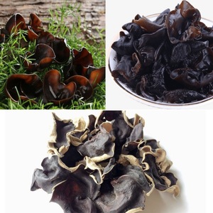 Champignons noirs séchés de haute qualité, champignons nucares, emballage en vrac pour l'exportation - Product Image 4